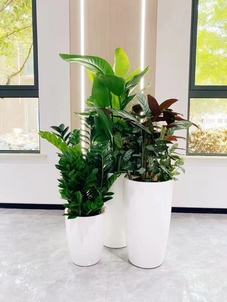 宁波奉化绿植出租